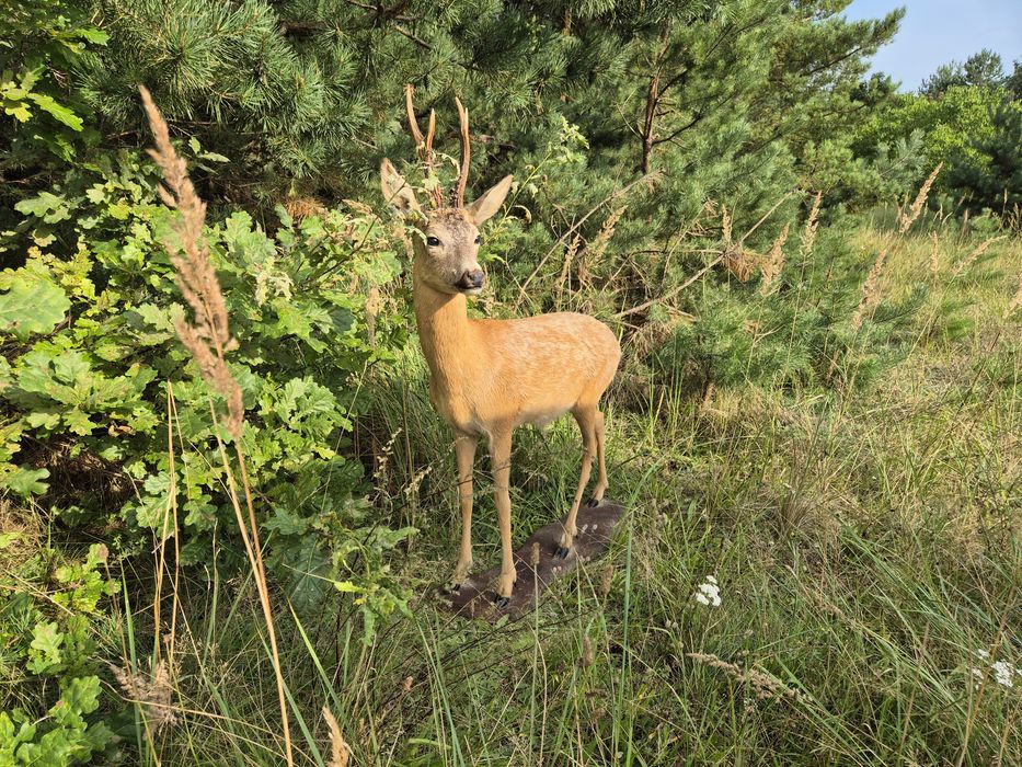 Sarna jelonek parostki koziolek caly preparat