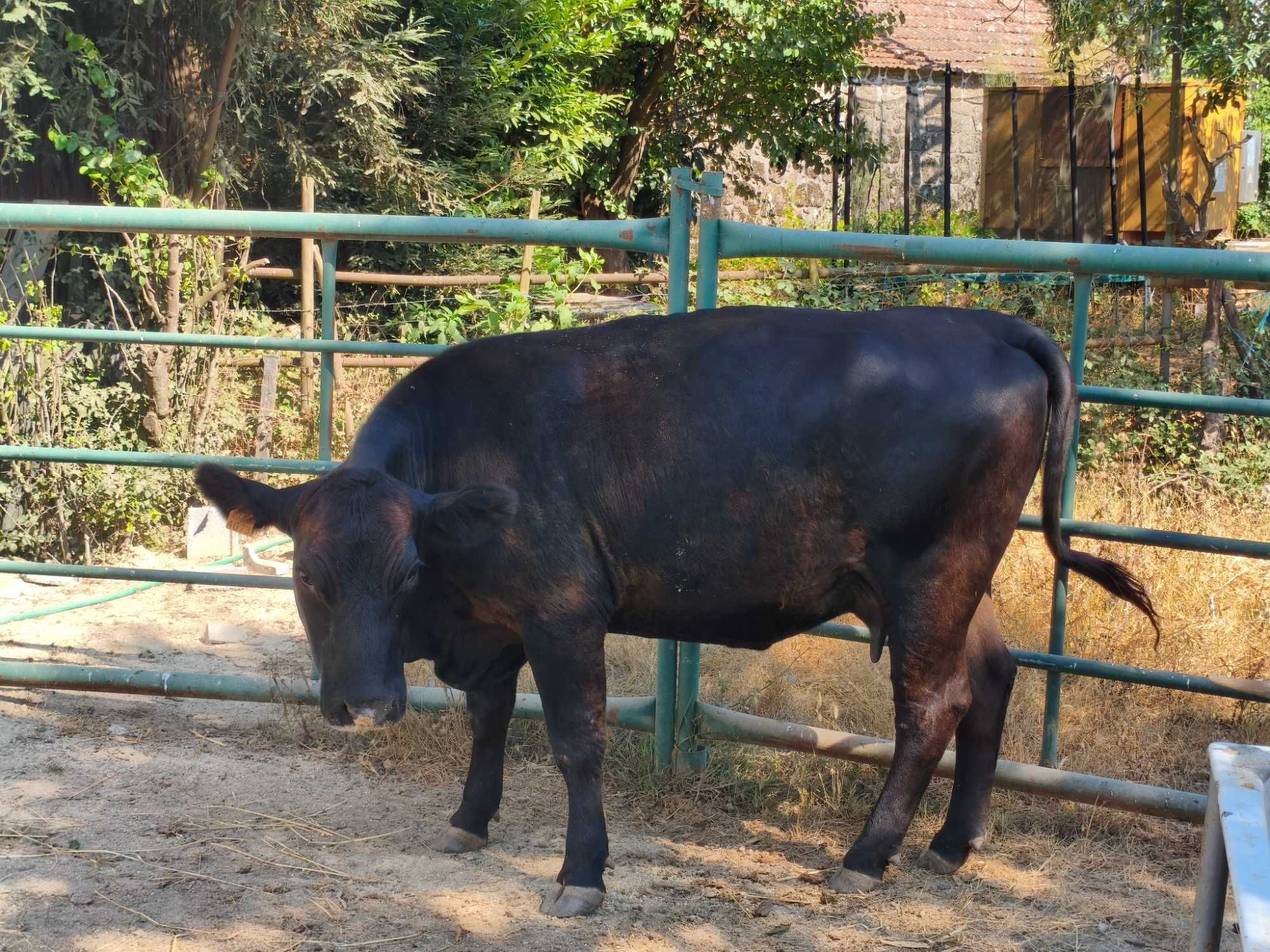 Vaca com vitelo de 6 meses