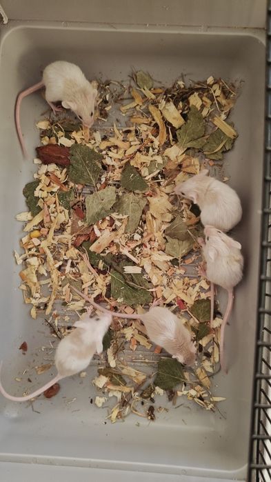 Młode myszki domowe - 4sztuk - 10zl sztuka