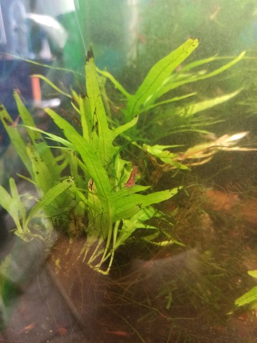 Mikrozorium z akwarium z krewetkami