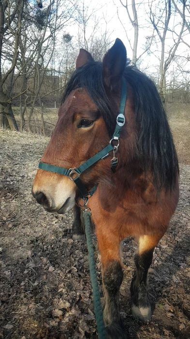 Sprzedam klacz polski koń zimnokrwisty