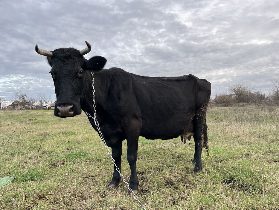 Корова, вік 10років