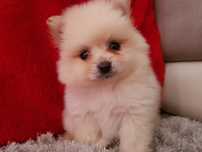 Spirz Anão  Lulu   da pomerânia Anão  Spitz Anão   Alemão Anão PREÇO S