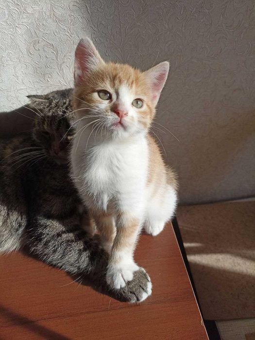 Кошеня 1,5 місяця дівчинка, котенок рыжий.