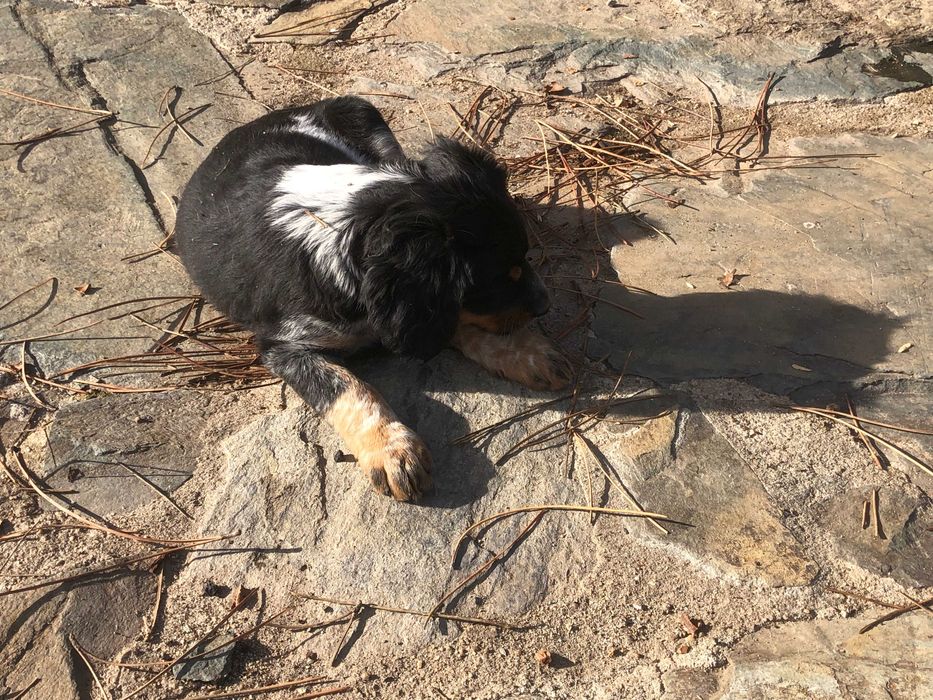 Epagneul Breton tricolor com 2 meses