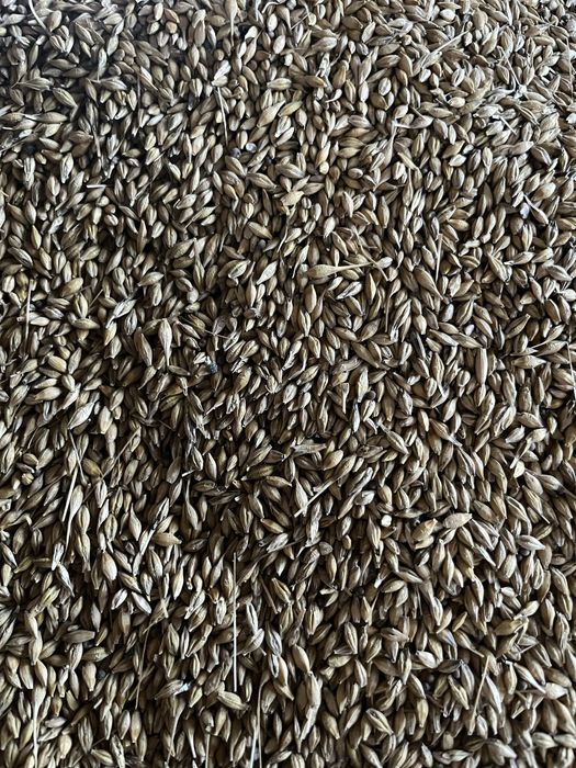 Jeczmien jary suchy żółty