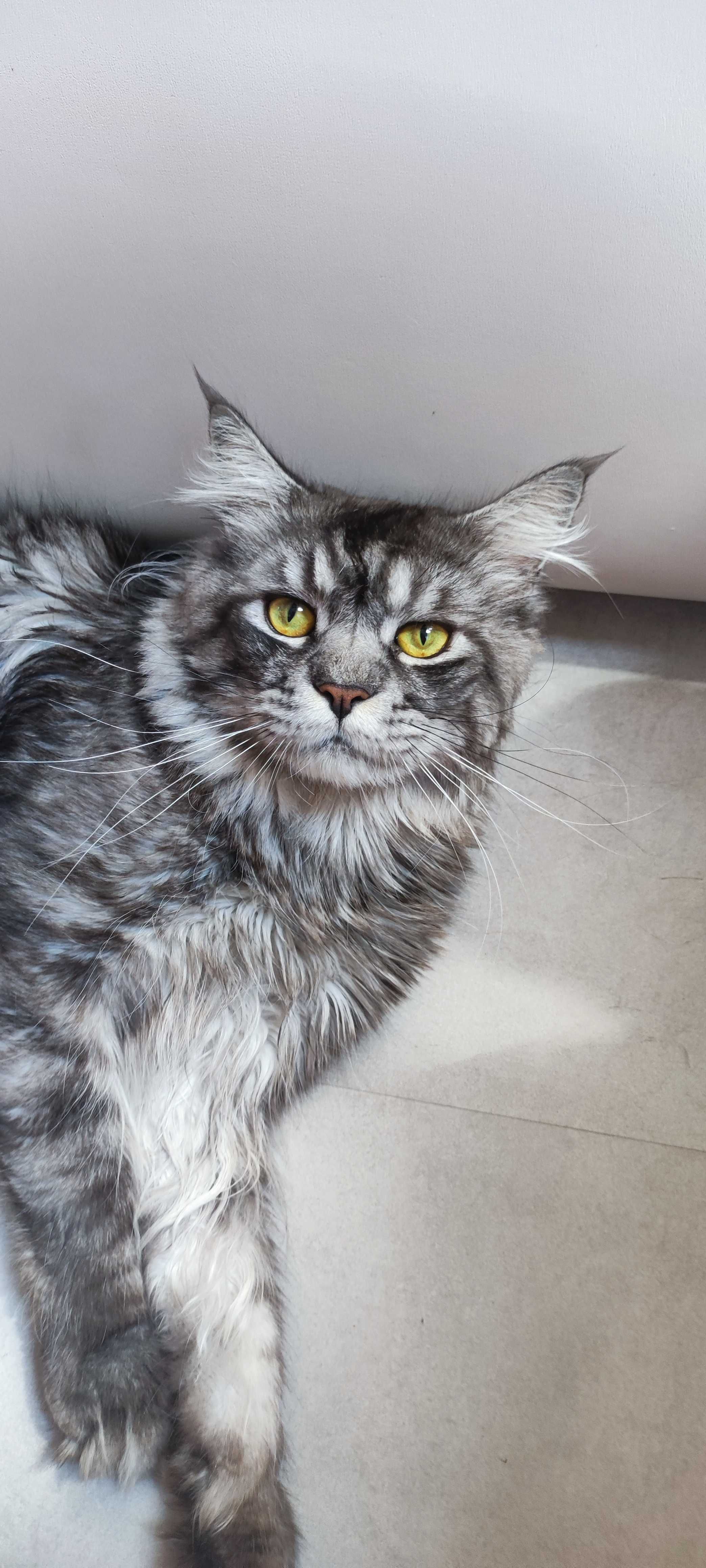 Oddam w dobre ręce kota Maine coon