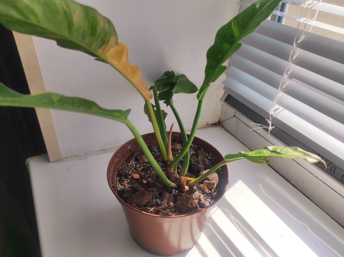 Philodendron Ring of fire/Филодендрон Ринг оф фаер (Огненное кольцо)