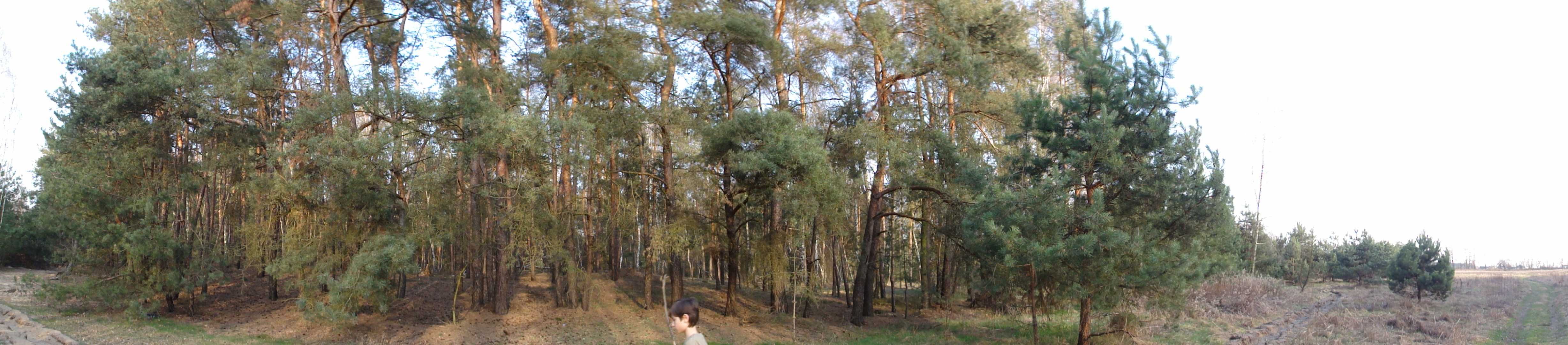 las kompleks leśny 23,43 ha sosna koło Warszawy