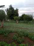 Vendo Oliveiras