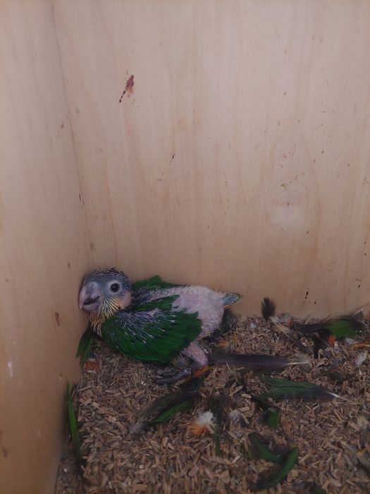 Marianinhas cabeça preta