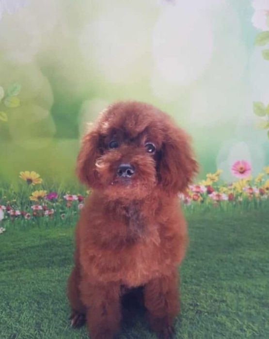 Maltipoo suczka szczeniak