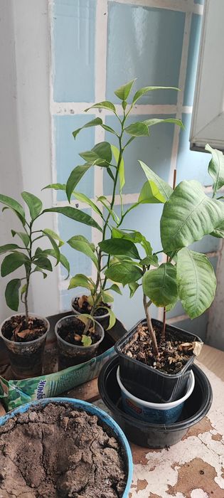 Саженцы дерева лимона