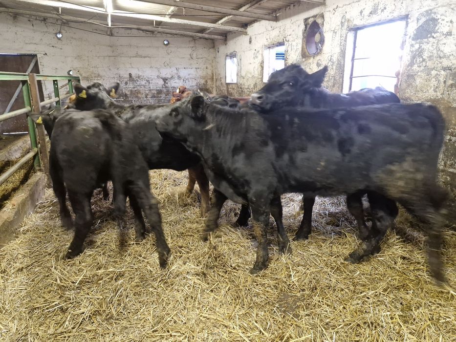 Jałówki odsadki 8 sztuk