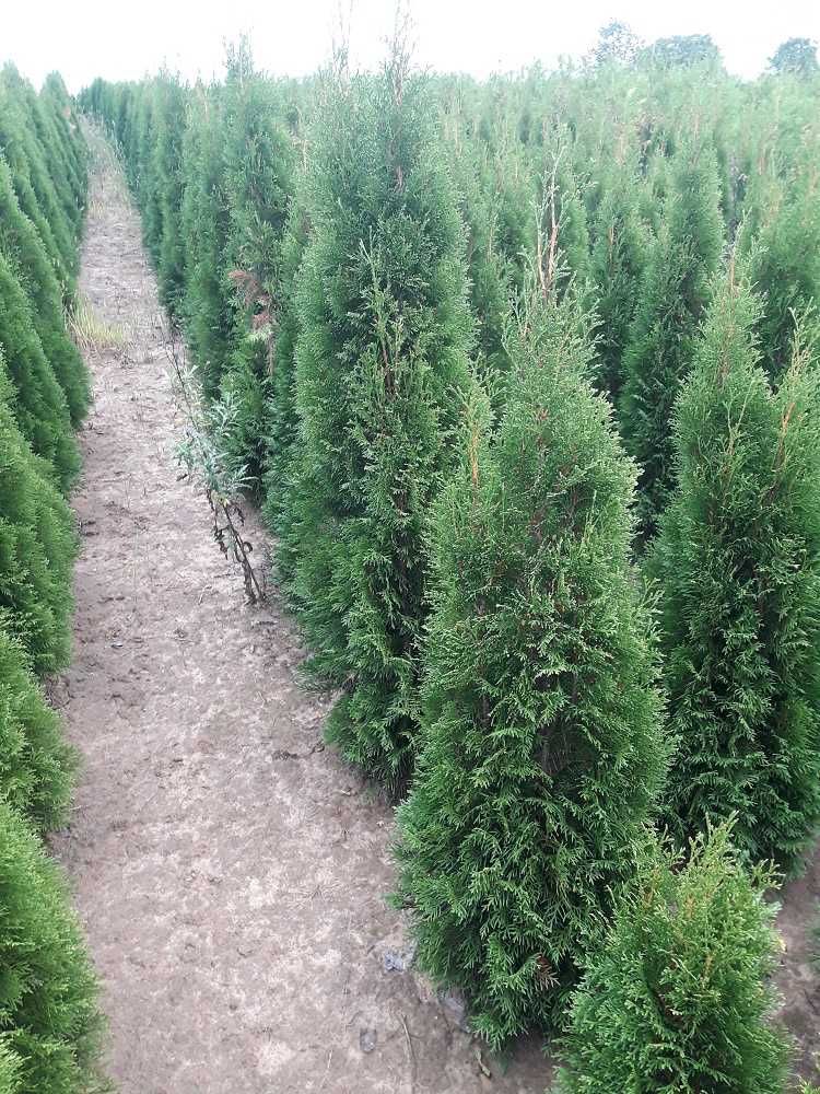 Thuja Smaragd 100,120,140,150,160 cm! Tuja Szmaragd! Tuje! Dowóz!