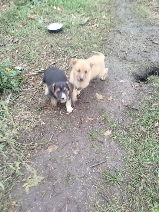 Віддамо в добрі руки