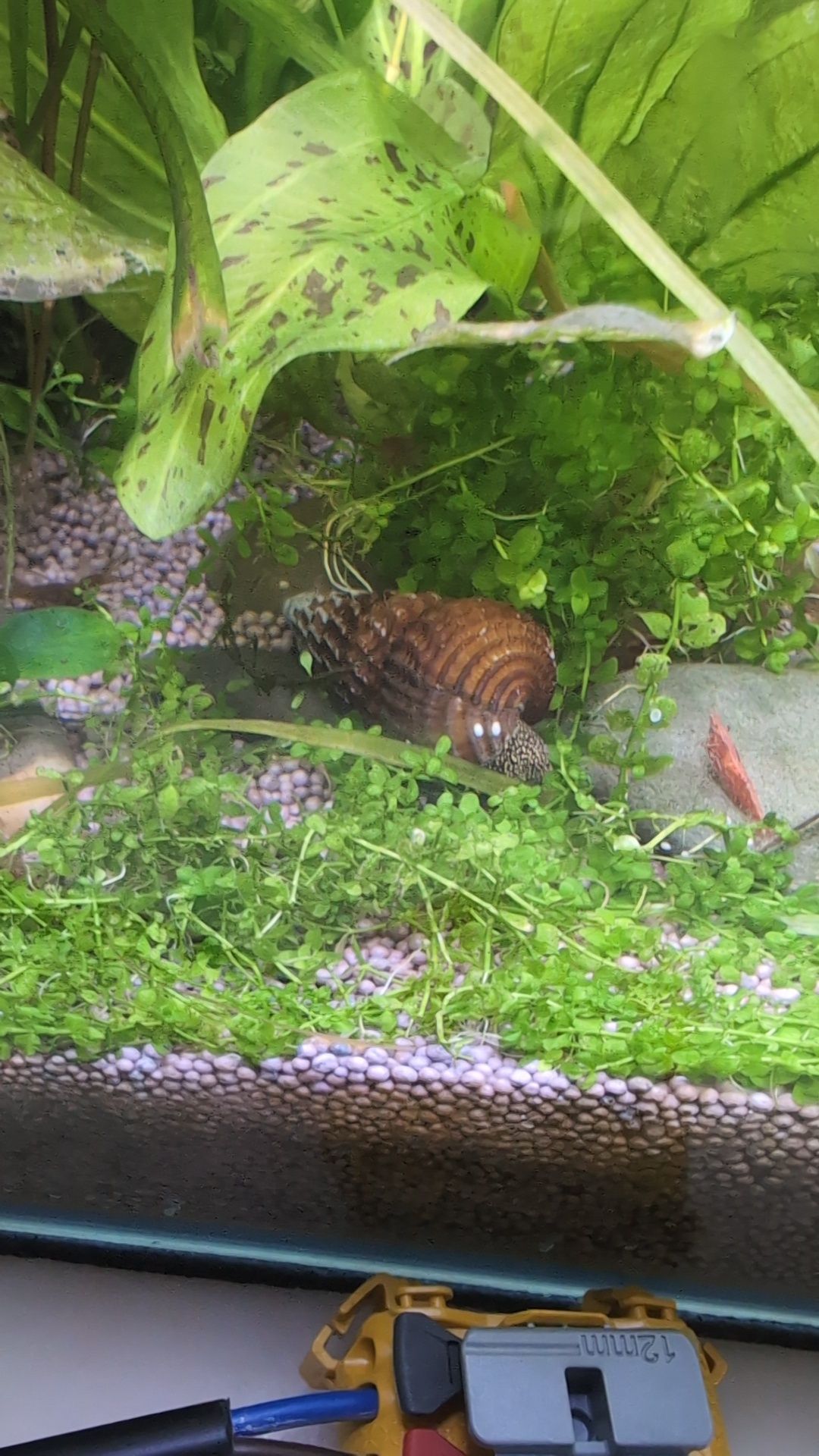 Tylomelania sp. (Yellow spotted rabbit snail)