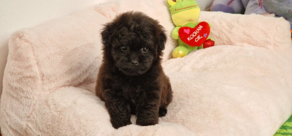 Pomapoo , piesek