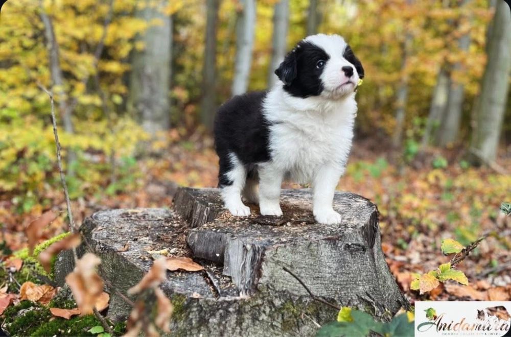 Border Collie szczeniak szczenię zkwp fci