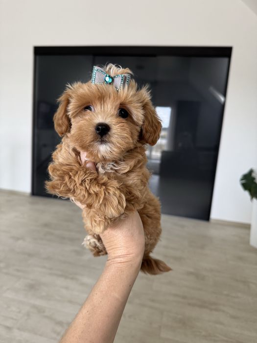 Карамельна Міні Дівчинка з доставкою!