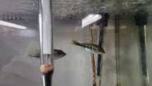 Ciclha kelberi Tamanho 6/7cm