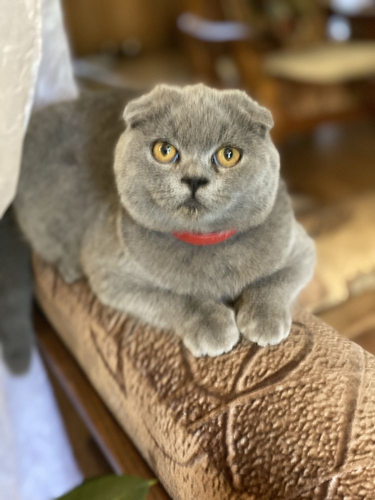 Шотландские вислоухие котята
