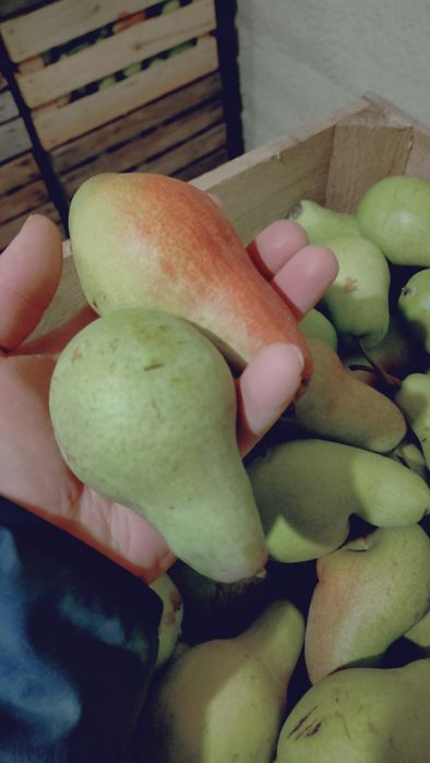 Продам грушу Талгарская Красавіца