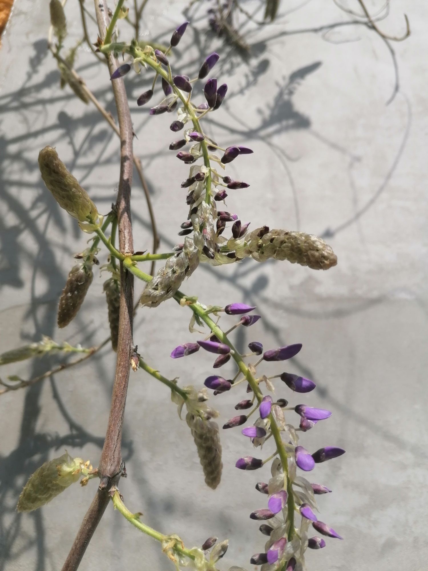 Glicynia sadzonki