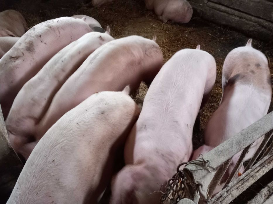 Sprzedam tuczniki z własnej hodowli