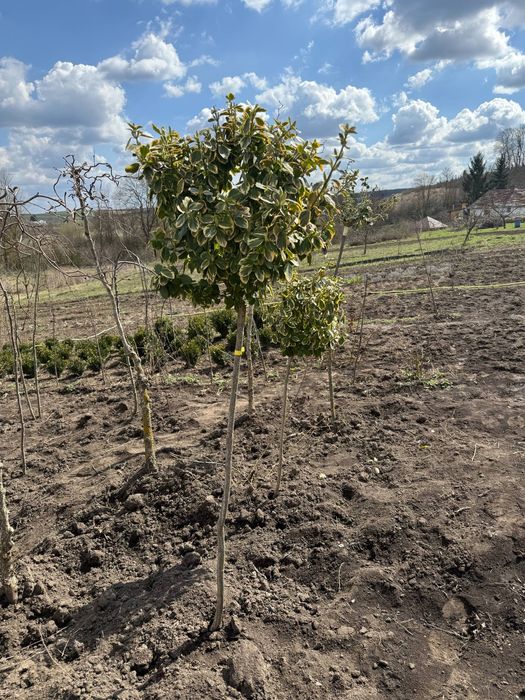 Бересклет на штамбі.