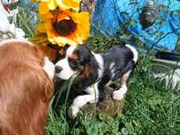 Cavalier King Charles Spaniel
