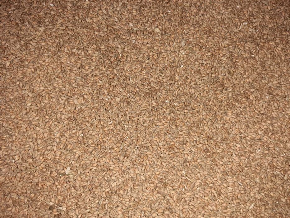 Pszenica Euforia 2025