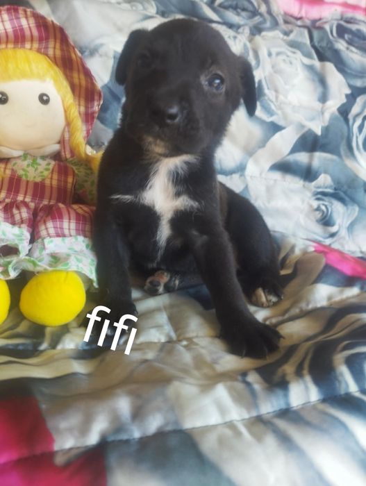 Fifi para adoção muito responsável