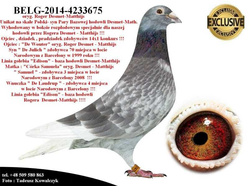 Gołębie pocztowe Gołąb Samice ;2021  Desmet Matthijs  rodowodem