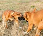 American Pitt Bull  / APBT  Red Boy / Old Family Red Nose import USA
