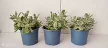 Crasula money maker