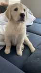 Golden Retriever szczeniak gotowy do odbioru.