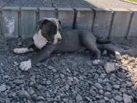 Pitbull blue pit