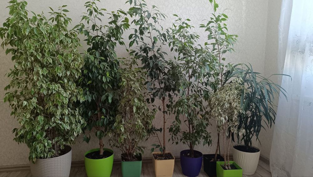 Фікуси Бенджаміна різних сортів, Регідан, Анастасія Старлайт, Голден К