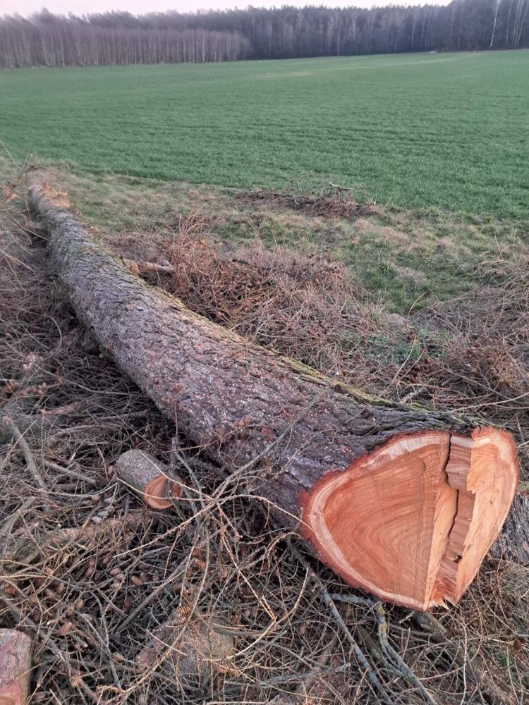 Kłoda, modrzewia, grube tartaczne, kłoda dębu tartacznego