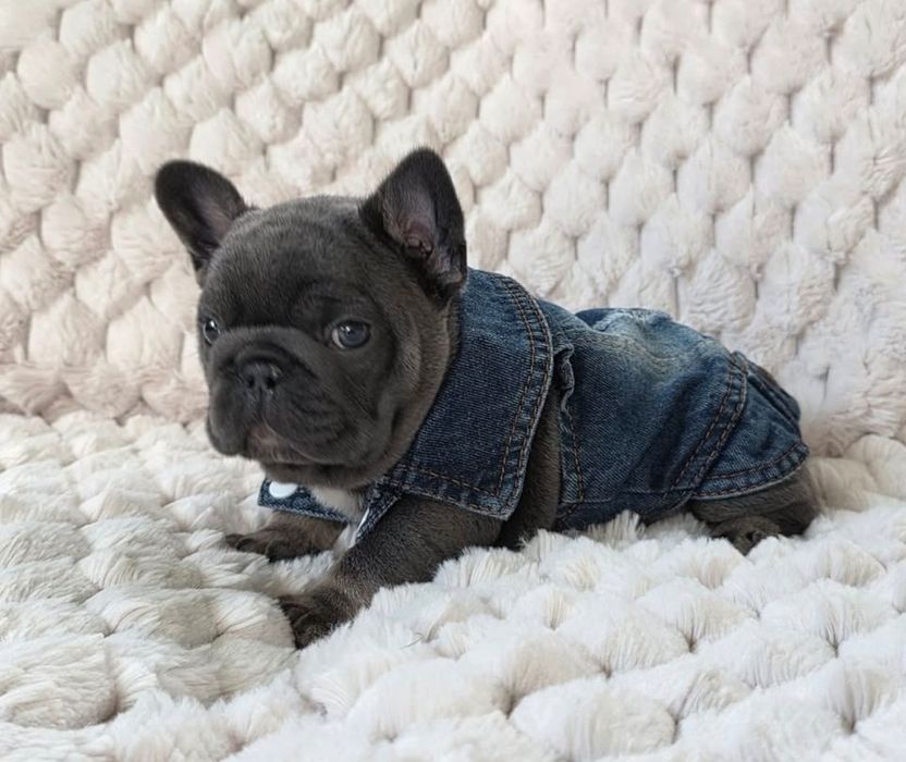 Блакитний  Хлопчик '