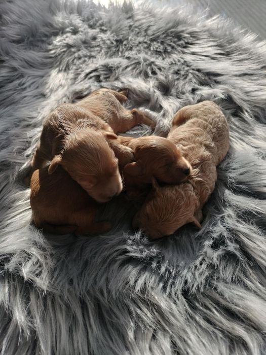 MALTIPOO Piękne Psiaki Hodowla Sisi i Spajki