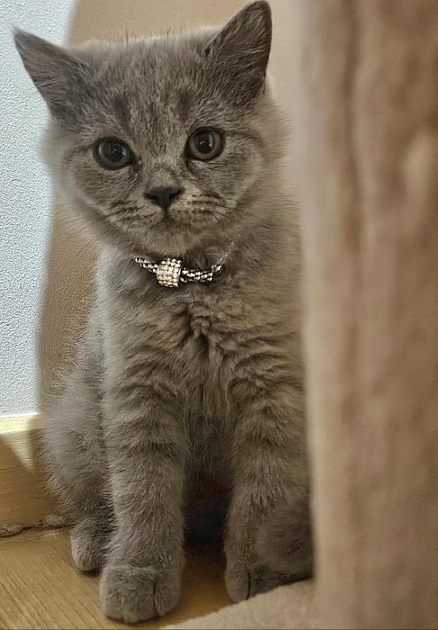 Kotka brytyjska krótkowłosa, British Shorthair