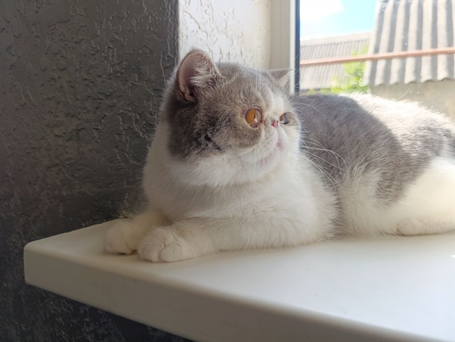 Голантний кавалер.