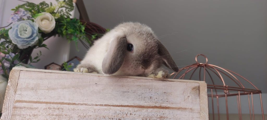 Królik Mini Lop gotowe na nowy dom
