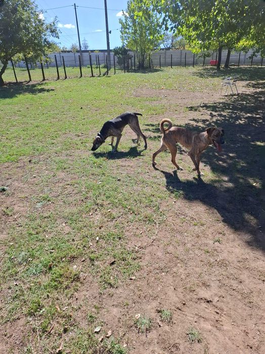 Cães  machos para adoção.Zona Matosinhos/Porto
