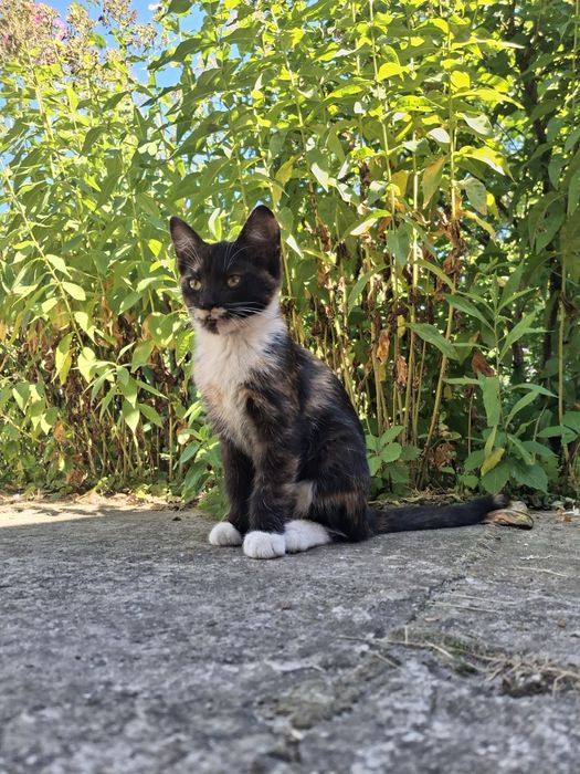 Черепашкове кошеня дівчинка, 4 міс. Київ та область