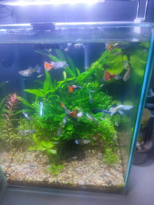 Gupiki młode wybarwione.