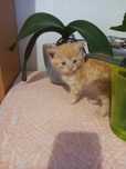 Котенята віддам  у  добрі  руки