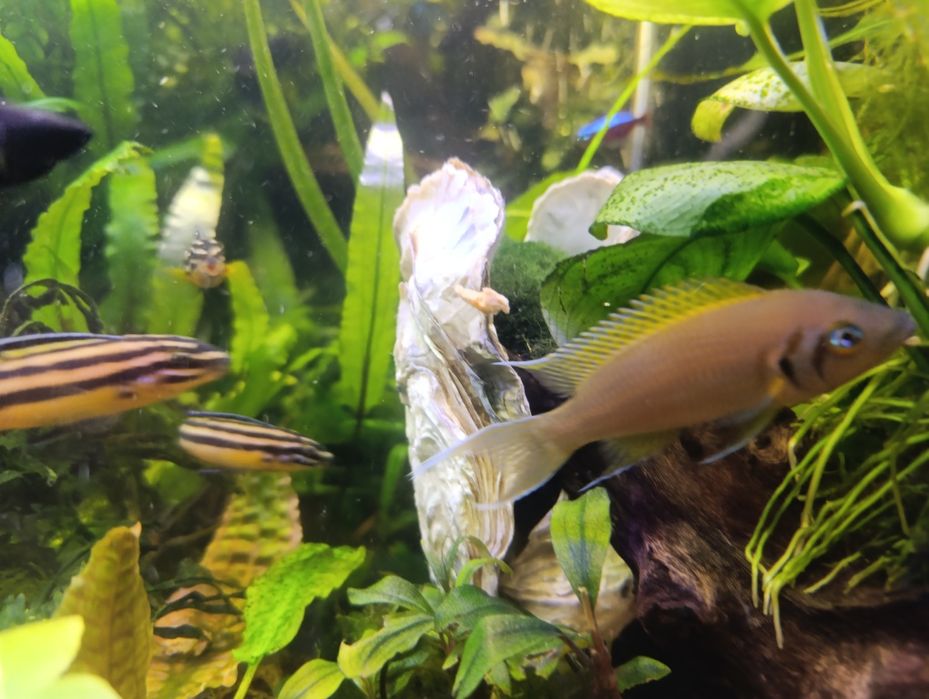 Неолампрологус пульхер(Дафаділ)